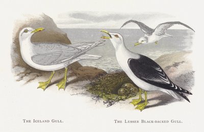 Le Goéland islandais, Le Goéland brun - Alexander Francis Lydon
